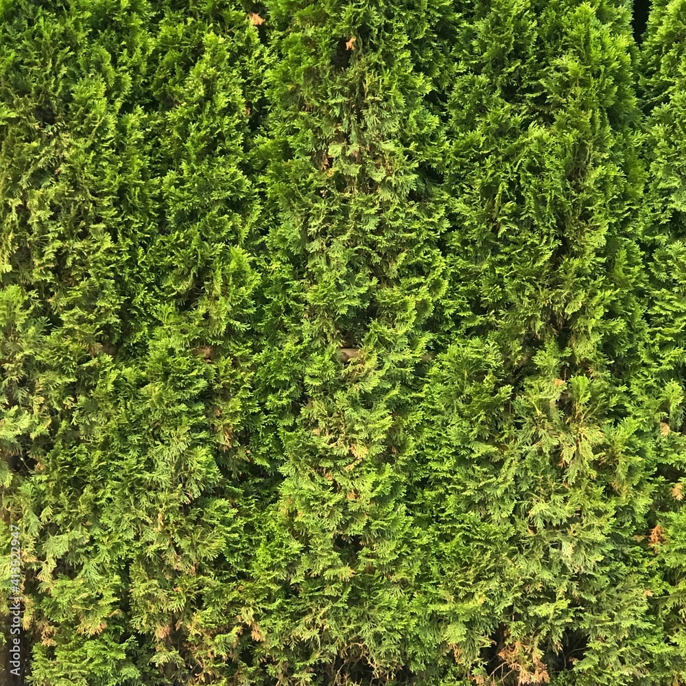 green leaf wall Background of a Garden