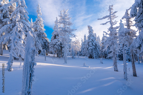Winter fir and pine forest covered with snow and blue sky in jeseniky czech Mountain winter forest