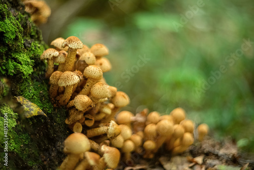 Group of toadstool mushrooms grow on tree trunk covered with green moss. Forest summer season