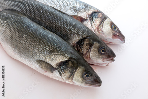 Sea bass with white background