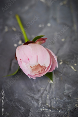 pink flowers on gray background © mnimage