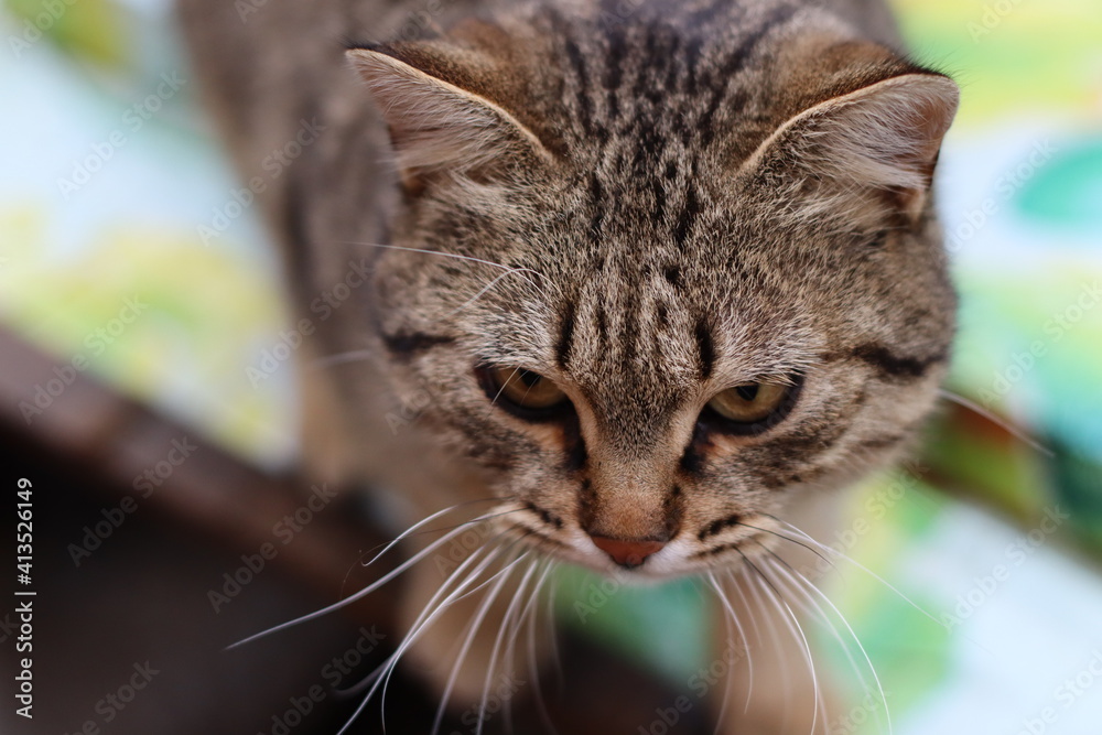 Fototapeta premium cat in the garden