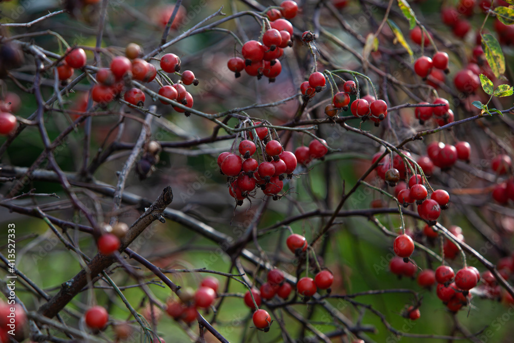 Rosehip berries after the autumn rain
