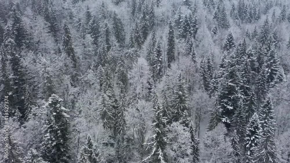 Aerial drone view snowy winter Carpathians covered with mixed forest and mountain valleys. Aerial drone view snowy winter Carpathians covered with mixed forest and mountain valleys.