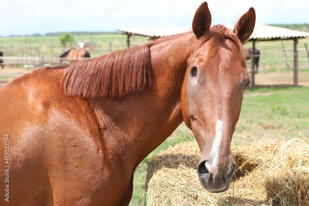 Naklejka premium Head of horse with missing eye. Blind horse