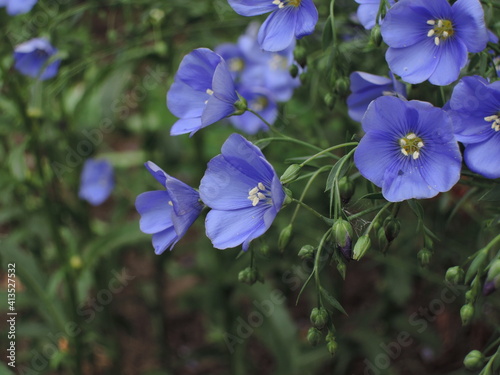 Linum perenne perennial flax blue flowers close up