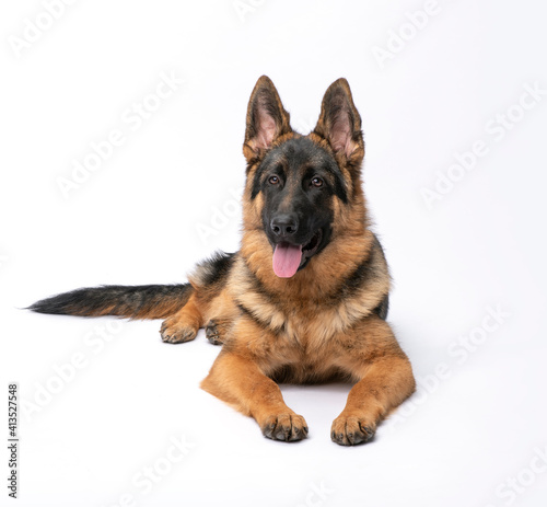 Bild auf Leinwand German Shepherd Dog
