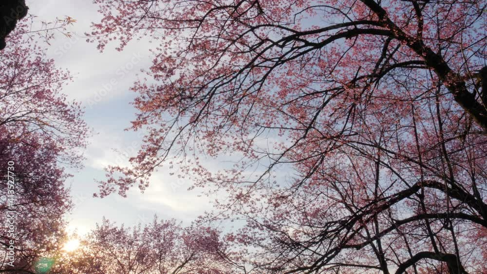 Low angel of cherry blossom tree with sunlight in a spring morning. Low angel of cherry blossom tree with sunlight in a spring morning.