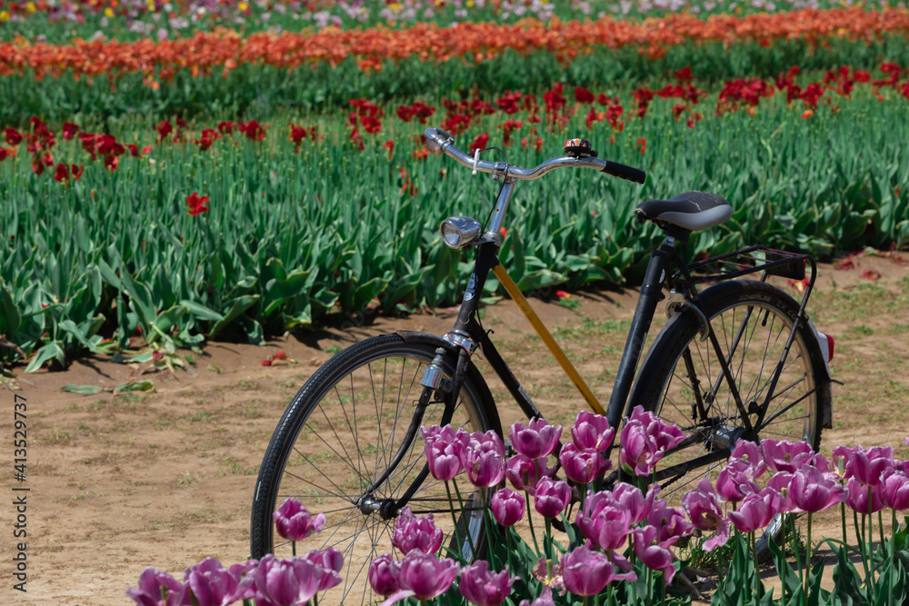 bike & flowers in the garden
