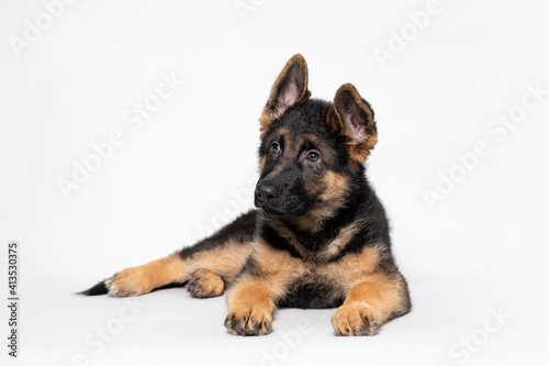 German Shepherd Puppy