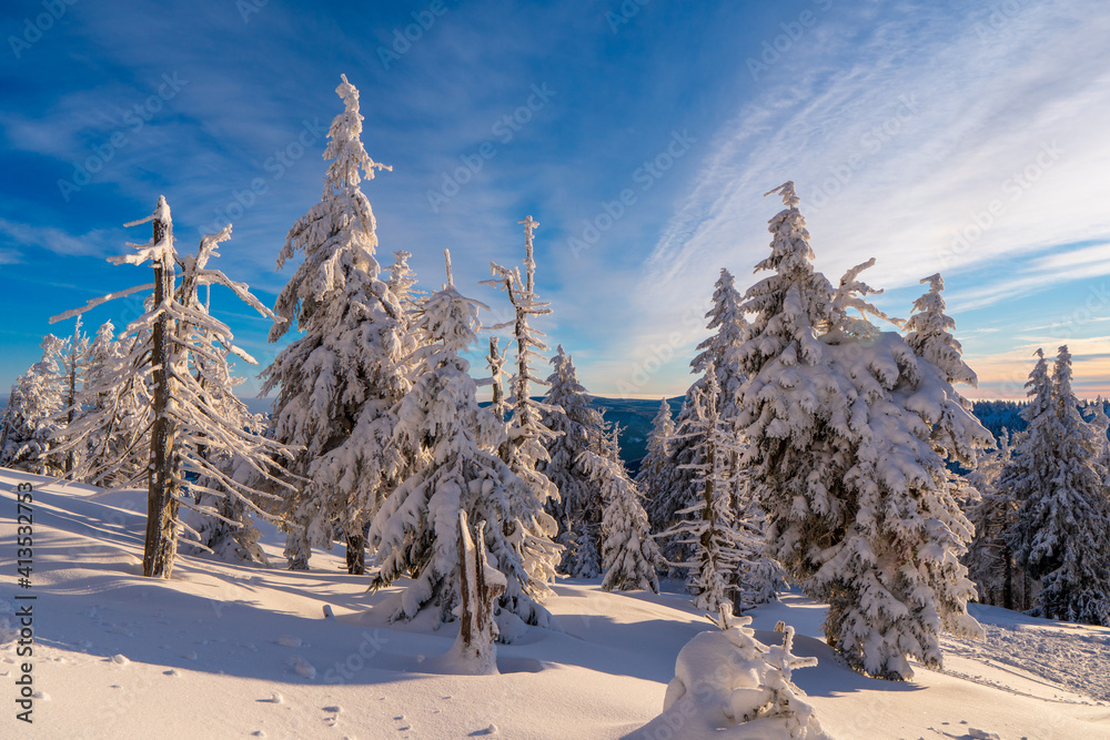 Winter fir and pine forest covered with snow and blue sky in jeseniky czech Mountain winter forest