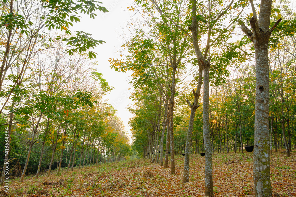 Leaves production season of the rubber plantation. Leaves production season of the rubber plantation.