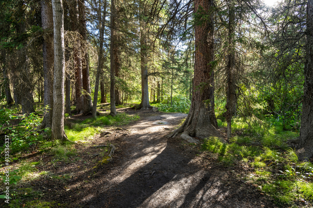 Natural forest footpath scenery. Fenland Trail in summer sunny day. Banff National Park, Canadian Rockies, Alberta, Canada. Natural forest footpath scenery. Fenland Trail in summer sunny day. Banff National Park, Canadian Rockies, Alberta, Canada.