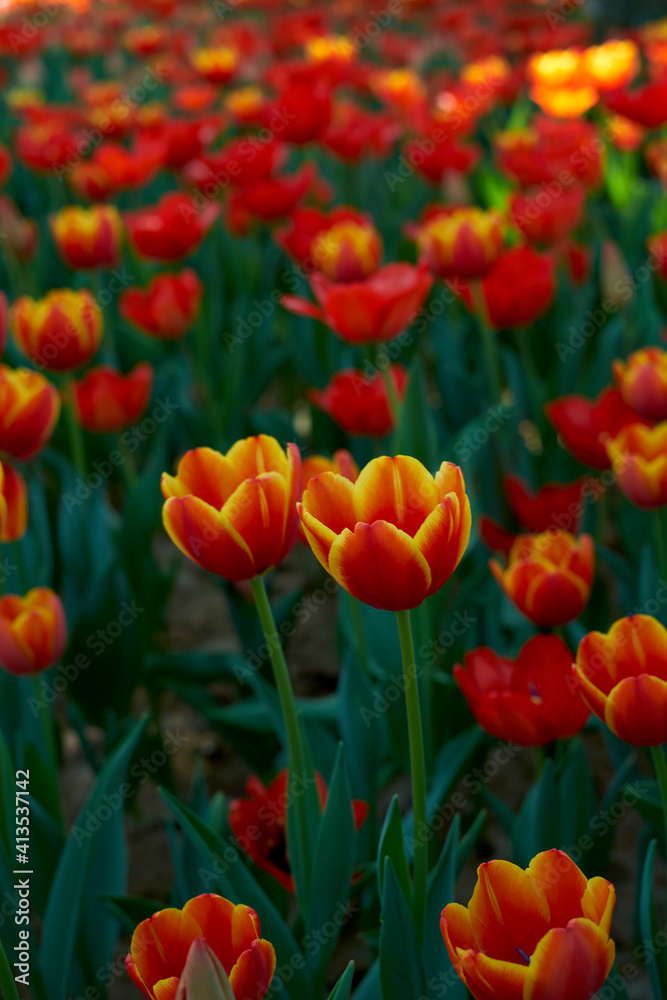 red and yellow tulip red and yellow tulip