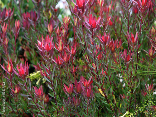 Red flowers of the Leucadendron salignum. A mass planting in a garden photo