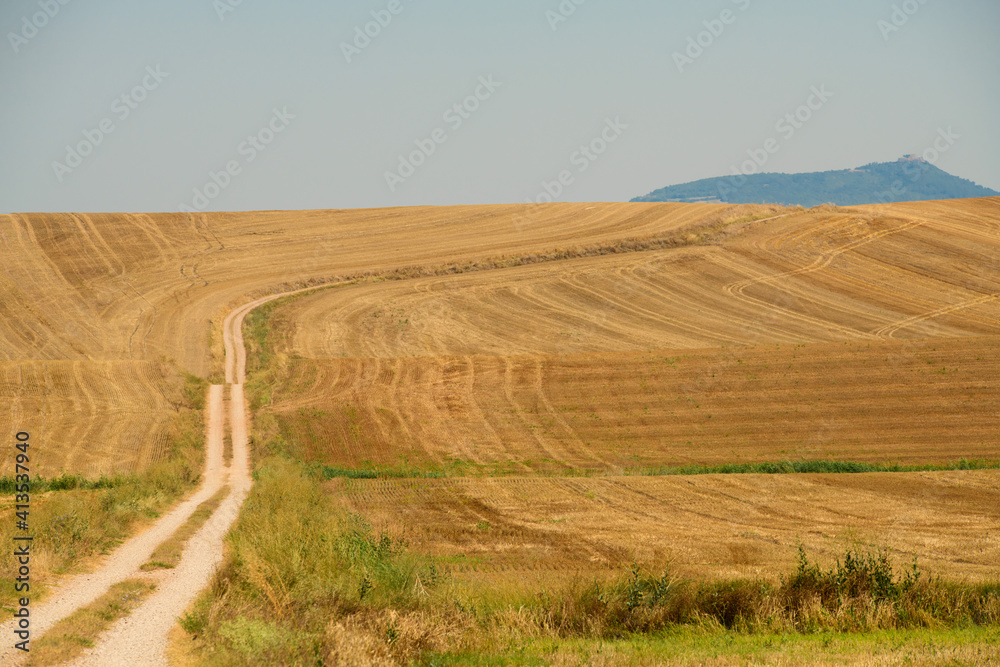 Wheat field with a dirt road