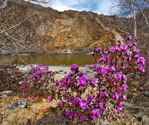 Russia. Mountain Altai. Thousands of tourists from different countries in early may come to admire the flowering of rhododendron Ledebur on the rocky slopes of high mountains along the Chuysky tract. photo