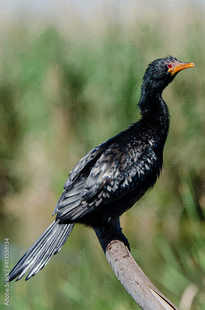 Naklejka premium Cormoran africain,.Microcarbo africanus, Reed Cormorant