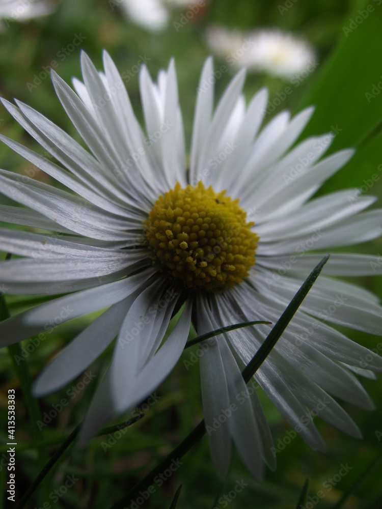 Obraz premium daisy flower