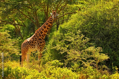 Sticker giraffe in the wild