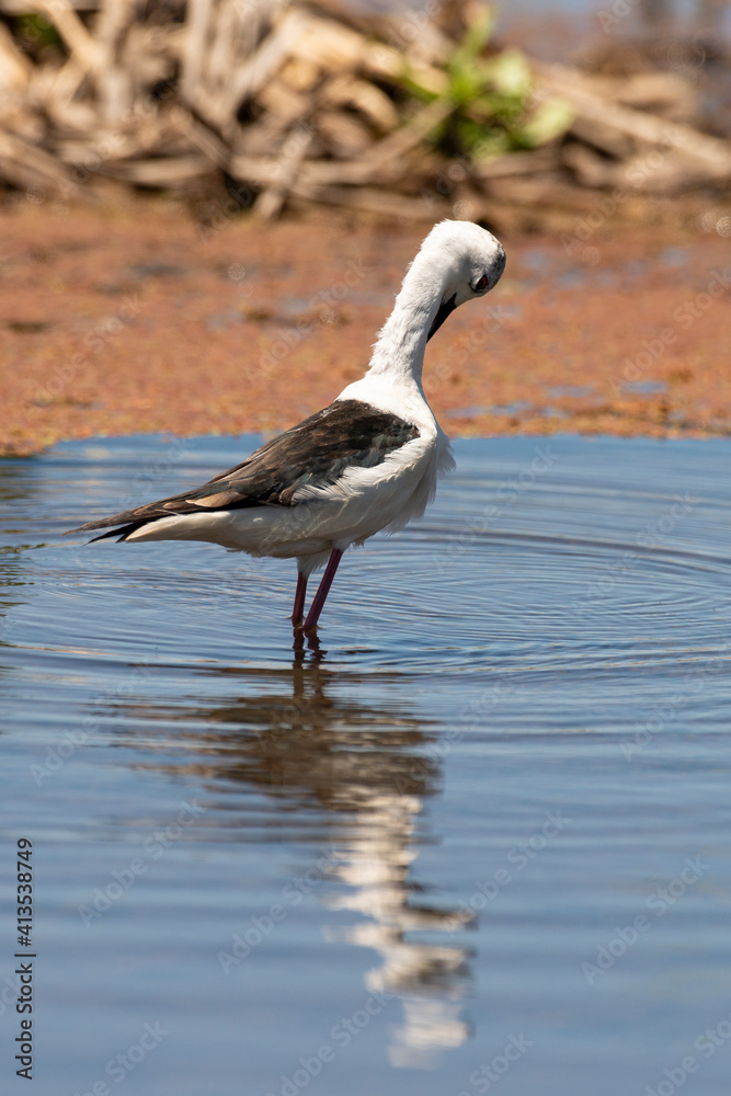 Obraz premium Echasse blanche, Himantopus himantopus, Black winged Stilt