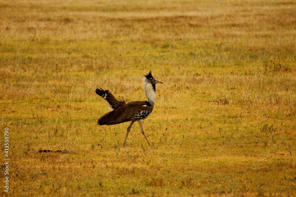 Kori Bustard on the savannah. Kori Bustard on the savannah.