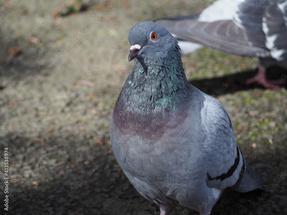 Obraz premium Pidgeon