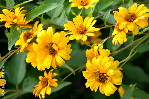 Spring and summer background with beautiful yellow flowers. Thymophyllia. Blurred image, selective focus. Fresh flowers with green grass. Garden, sunny day. Blooming yellow daisies