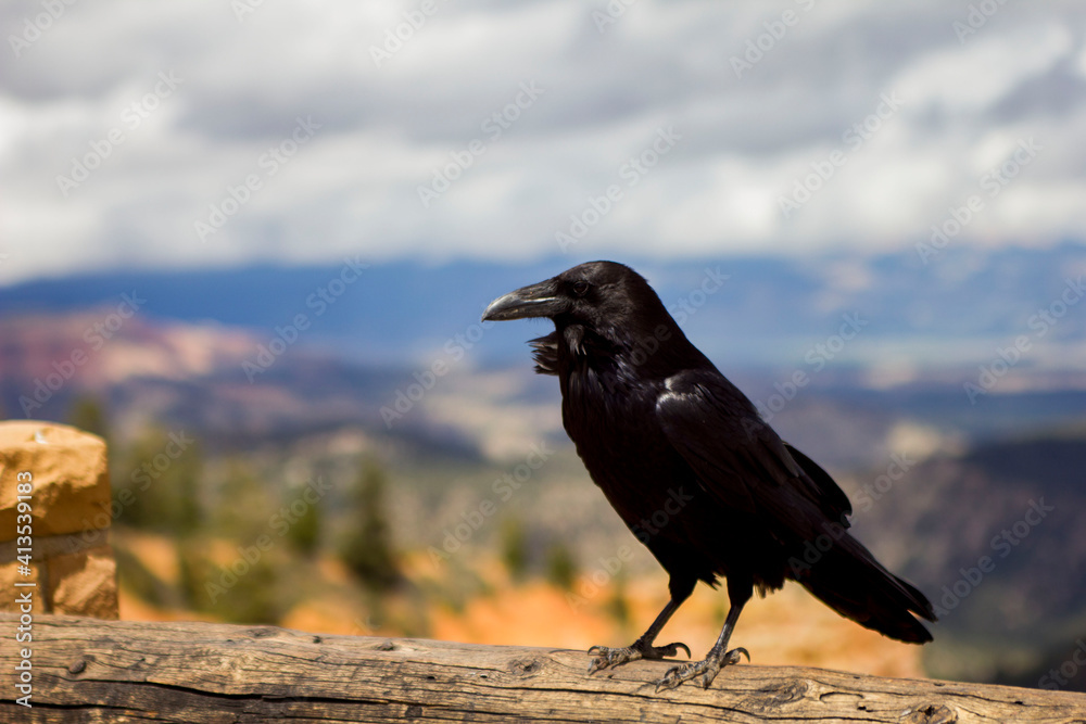 Fototapeta premium crow on the rocks.