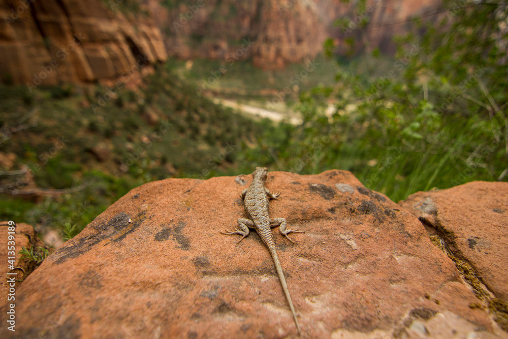 lizard on the rock at angels landing Zion