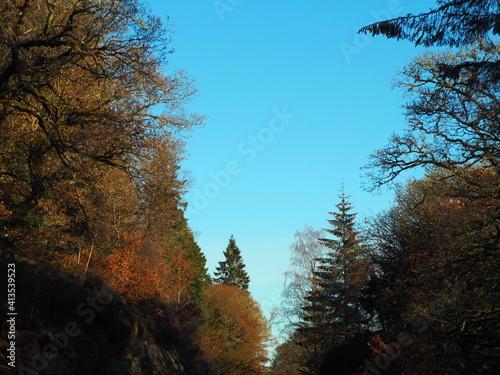 Autumn Fall Trees