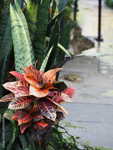 Plant