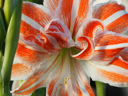 flower closeup 