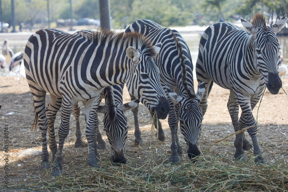 Group Zebra is eatting dry grass and stay in garden Group Zebra is eatting dry grass and stay in garden