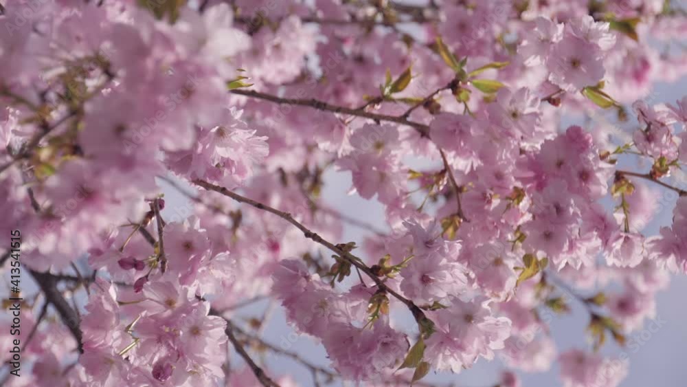 Closeup of pink cherry blossom branches swaying in the spring breeze. Closeup of pink cherry blossom branches swaying in the spring breeze.