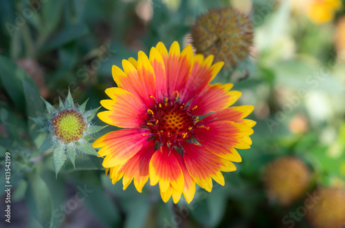 Close-up a single of red yellow Gaillardia pulchella  Indian blanket flowers blooming on blurred backgrounds.