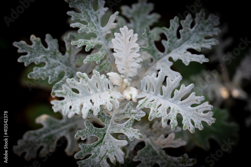 Close-up of Dusty Miller or Silver dust on dark backgrounds. The leaves are silver when exposed to the sun. Use to decorate on the walkway.