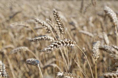 Ears of wheat in field