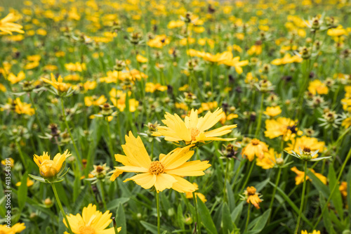 Flowers Garden