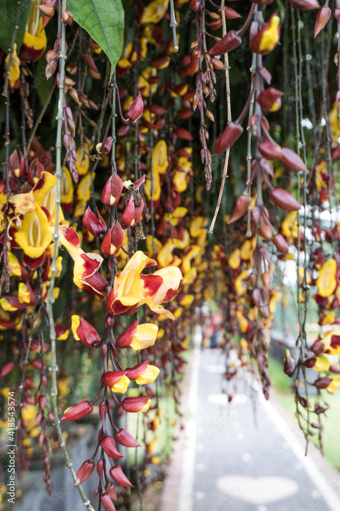 Fototapeta premium Flowers Garden