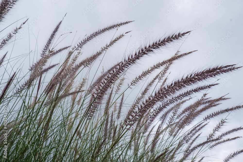 Fototapeta premium Flowers Garden