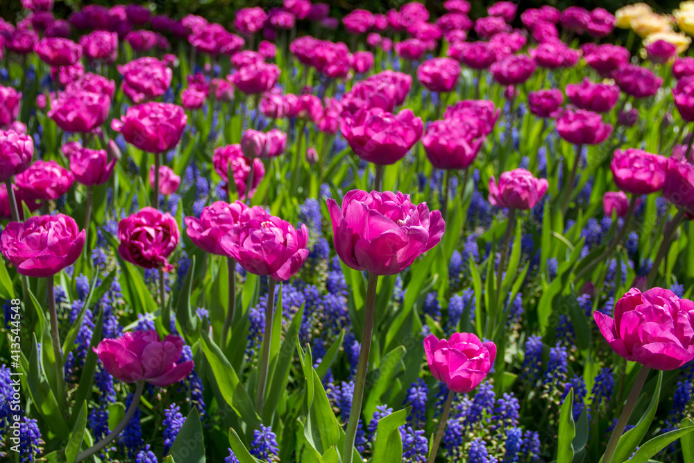 pink tulips and purple flowers filed
