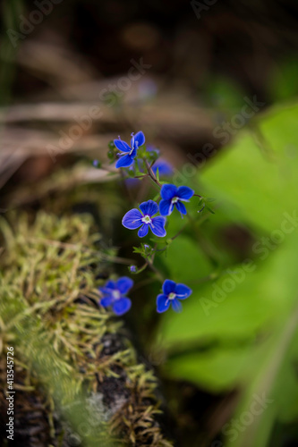 blue flowers in the forest