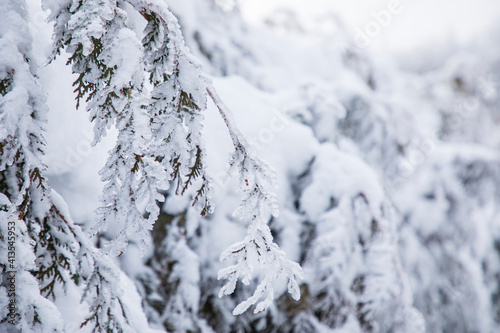 Winter view landscape of The trees are covered with snowflakes in frosty winter day, High mountains in Switzerland in the winter of Europe, travel and vacation.