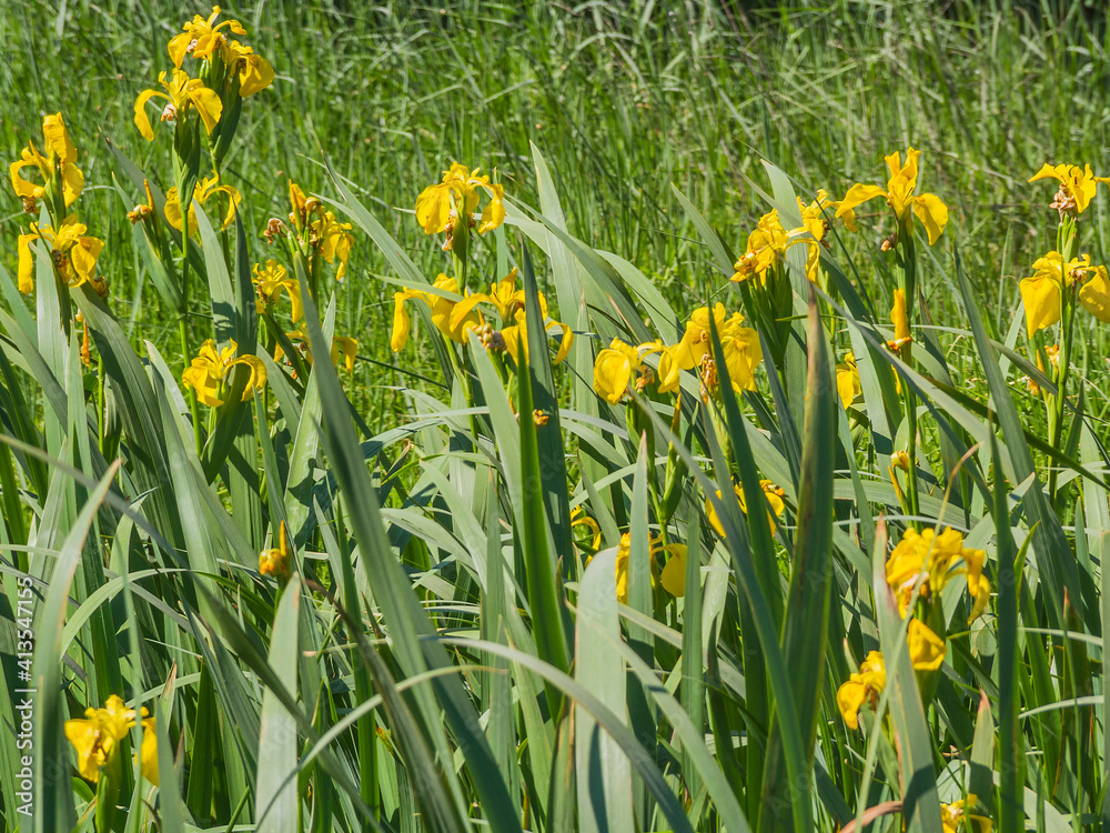 Fototapeta premium Flowers of yellow iris