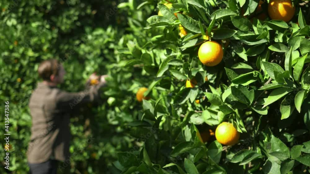 orange farming, cultivation orange fruit. man picking citrus fruits, orange trees plantation. fresh bright oranges from the orchard. fruit harvest video, sunny weather