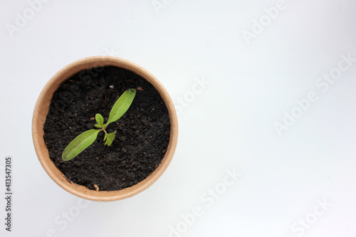 Cherry tomato plant seedling in brown organic pots on the white background. Growing vegetables indoors in the kitchen windowsill garden. Young sprouts in soil. Top view, copy space

