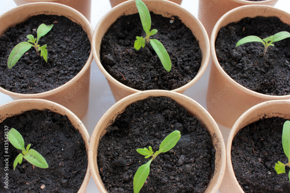 Cherry tomato plant seedling in brown organic pots on the white background. Growing vegetables indoors in the kitchen windowsill garden. Young sprouts in soil. Top view, copy space
Cherry tomato plant seedling in brown organic pots on the white background. Growing vegetables indoors in the kitchen windowsill garden. Young sprouts in soil. Top view, copy space