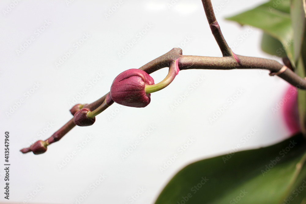 Close-up of Orchid flower bud on white background. Indoor plant spring blossom. Close-up of Orchid flower bud on white background. Indoor plant spring blossom.