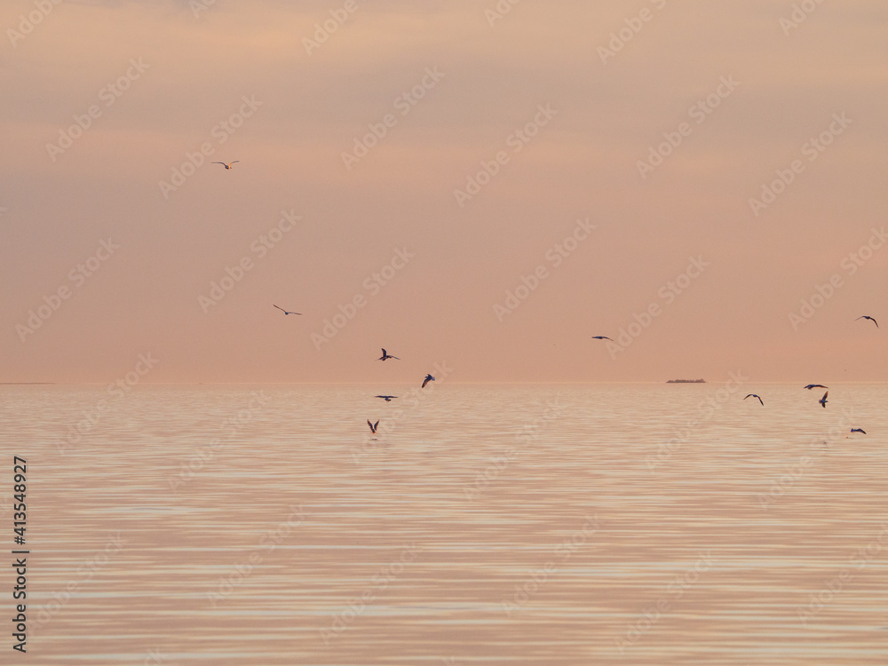 seagulls on the sea, midnight sun, Oulu, Finland